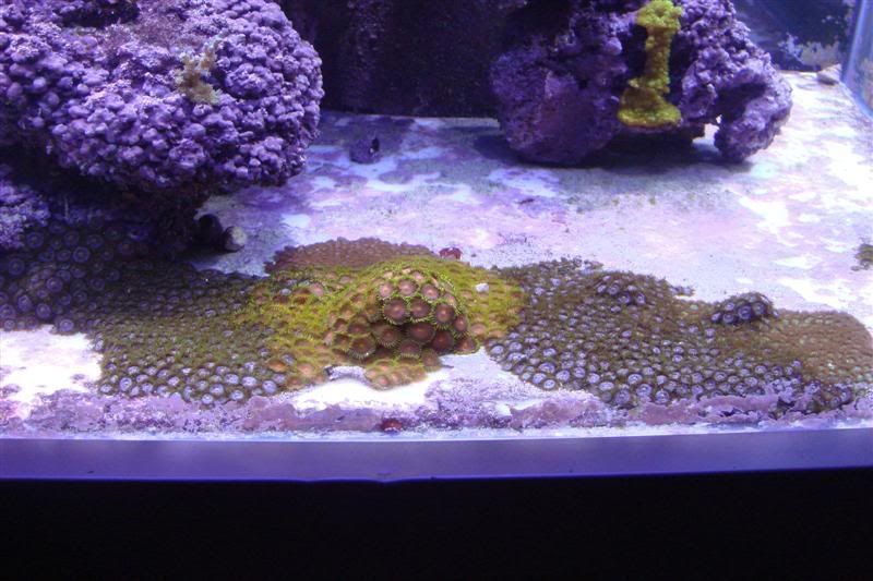 Will Zoas grow on sand? Reef Central Online Community