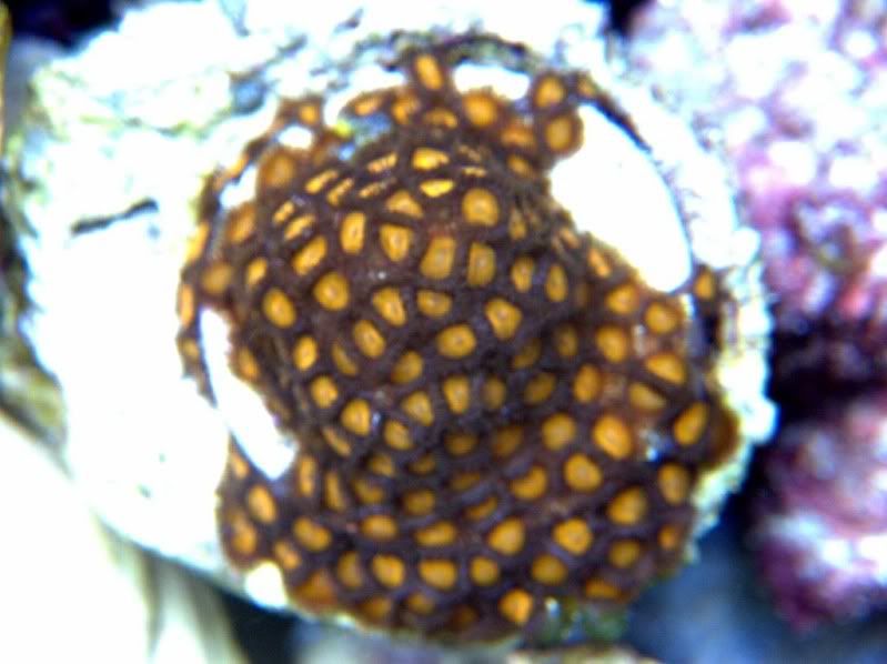 impur - New additions