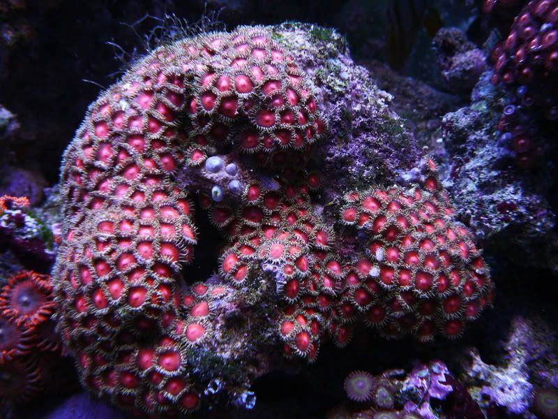 reefcrazyme - Mother Colonies From The Deep