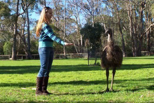 Emu of op zijn Nederlands struisvogel