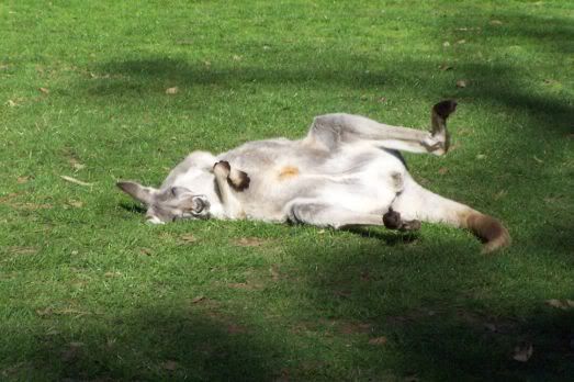 Wat een leven hebben kangoeroes; heel de dag een beetje maffen!!!!