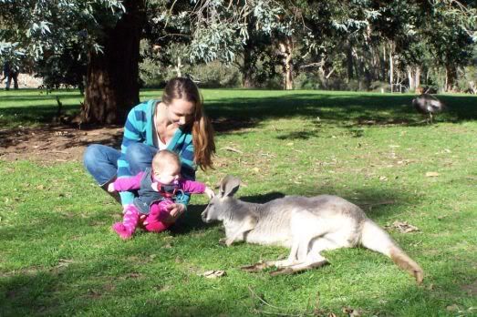 Dit is een Grey Kangaroo en die was ontzettend zacht..!