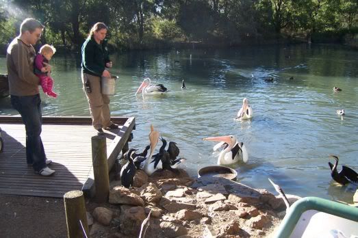 Pelikanen en vele andere watervogels krijgen eten