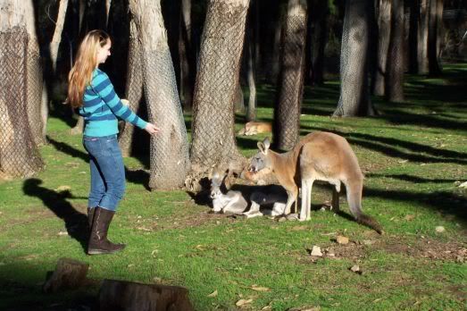 Nog meer kangoeroes