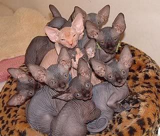 hairless cats Pictures, Images and Photos