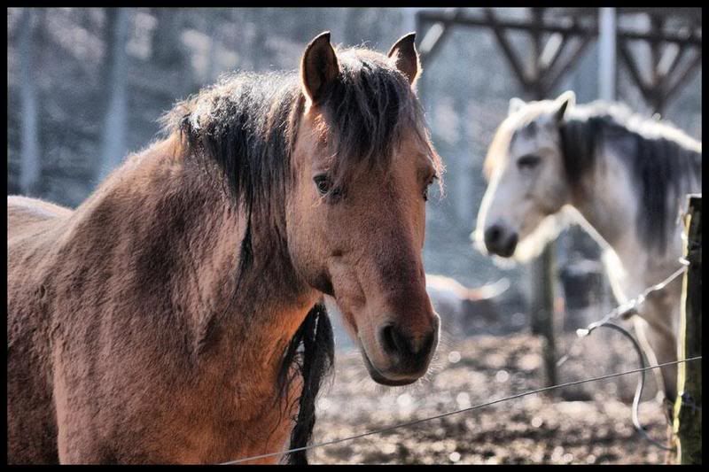 IMAGE: http://i29.photobucket.com/albums/c251/woolbr8stl/6585mustang.jpg