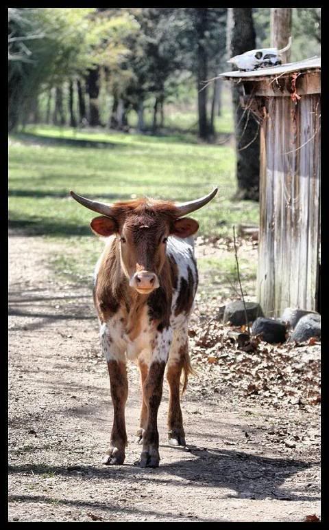 IMAGE: http://i29.photobucket.com/albums/c251/woolbr8stl/6786steer.jpg