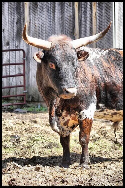 IMAGE: http://i29.photobucket.com/albums/c251/woolbr8stl/6813steer.jpg