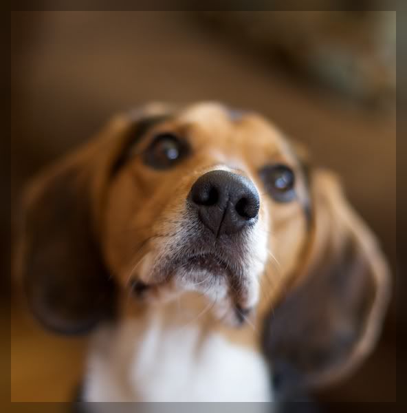 IMAGE: http://i29.photobucket.com/albums/c251/woolbr8stl/IMG_1022.jpg