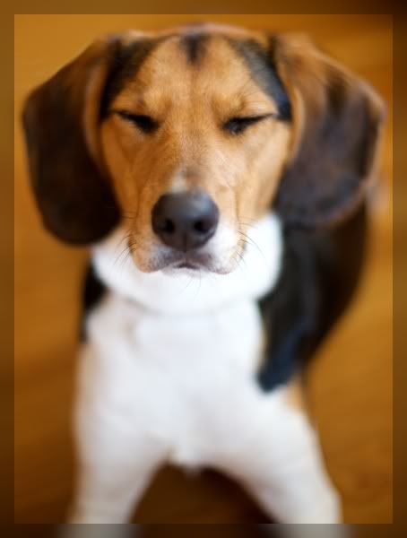 IMAGE: http://i29.photobucket.com/albums/c251/woolbr8stl/IMG_1041.jpg