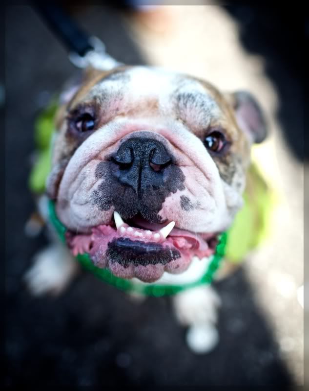 IMAGE: http://i29.photobucket.com/albums/c251/woolbr8stl/IMG_1426.jpg