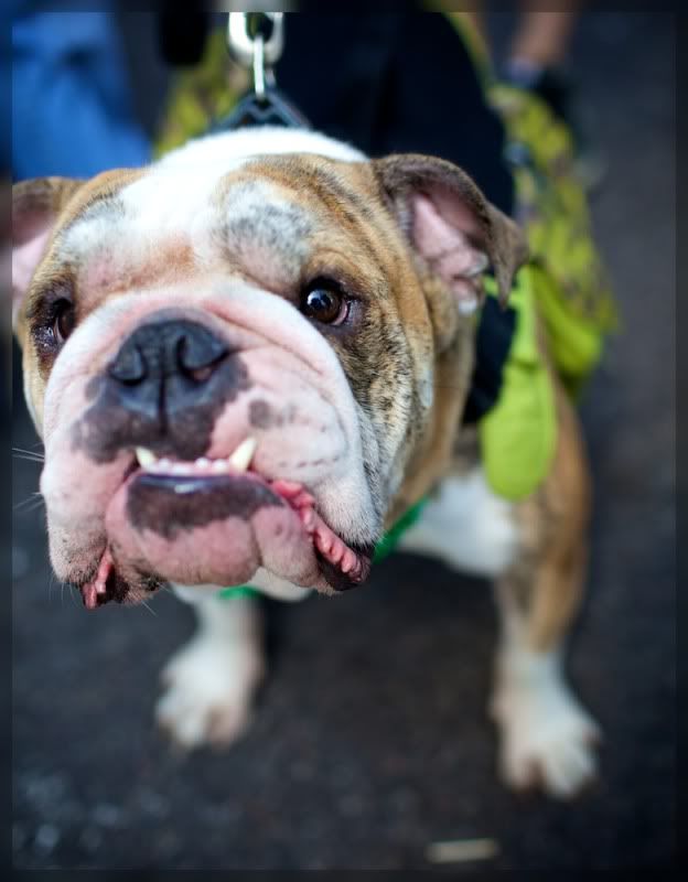 IMAGE: http://i29.photobucket.com/albums/c251/woolbr8stl/IMG_1431.jpg