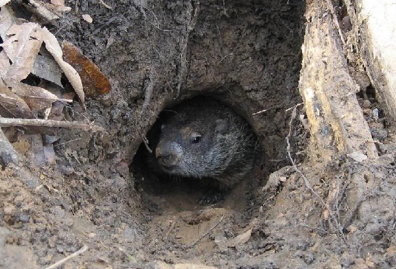 groundhogagain.jpg