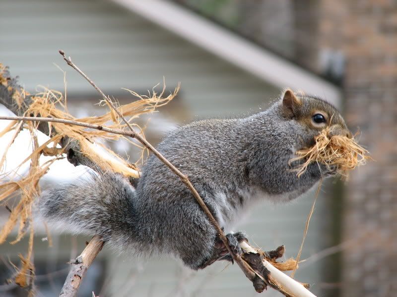 IMAGE: http://i29.photobucket.com/albums/c251/zach1288/IMG_0168.jpg