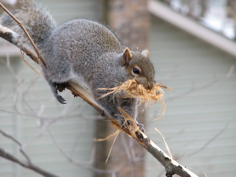 IMAGE: http://i29.photobucket.com/albums/c251/zach1288/IMG_0169.jpg