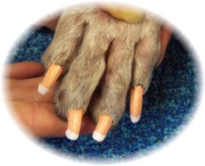 bardel2.jpg dog with painted nails image by lindsey1116
