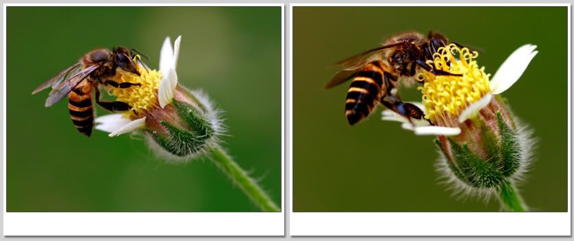 Macro : Թ仺Թ˹Һҹ 駹 ŧ 蹡Ѻᵹ Bee Dragonfly and Grasshopper 