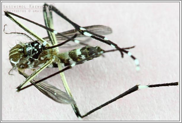 ٻ ا պ - A Tiny Mosquito