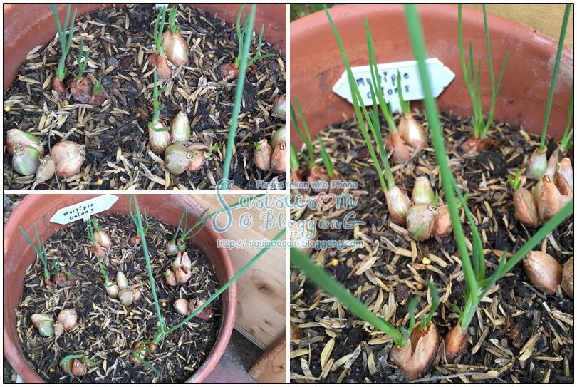 ١ spring onions
