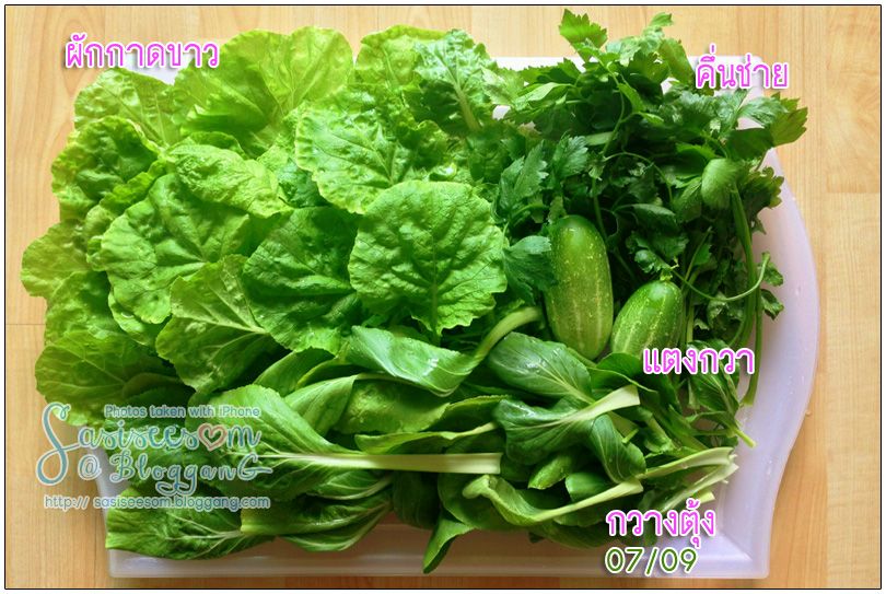 ١ѡҴ 㹹 ẺԹ Hydroponic Chinese Cabbage