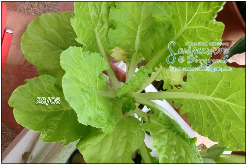 ١ѡҴ 㹹 ẺԹ Hydroponic Chinese Cabbage