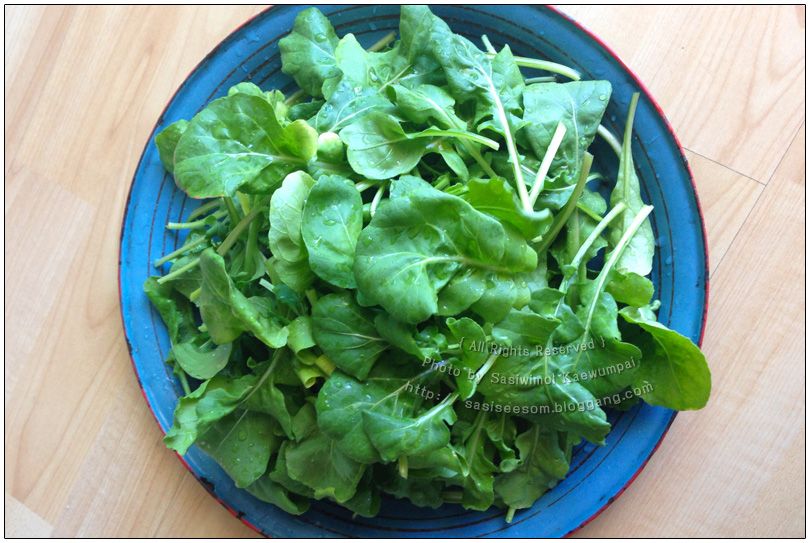 Hydroponics  Arugula Salad ١ ѡѴ ͤ ẺԹ
