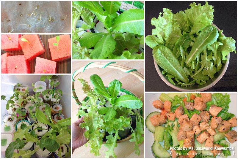Hydroponics  Salad ١ ѡѴ ẺԹ