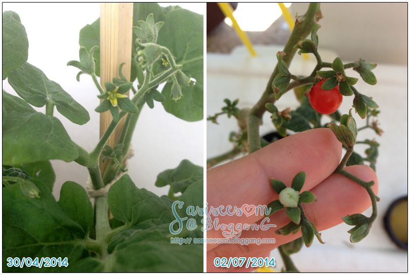 ١ ẺԹ Hydroponic Tiny tim tomato