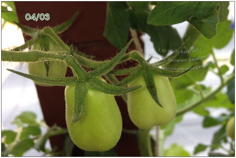 Hydroponics Tomato ١ Թ