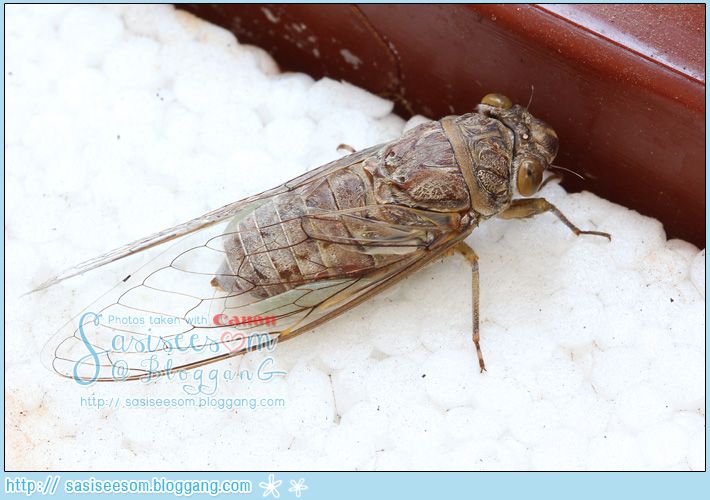 ٻ ѡ cicada