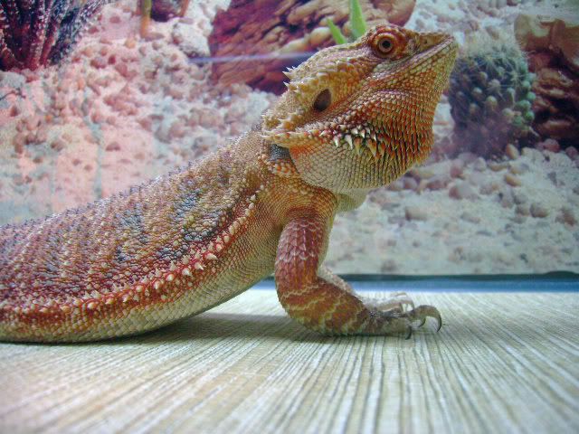 elmocloseup.jpg