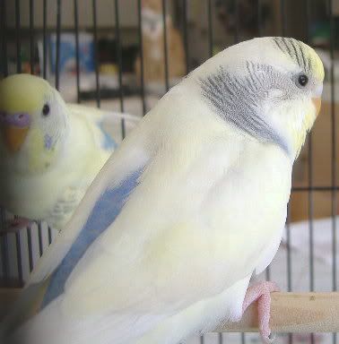 2008_0423birds0008.jpg