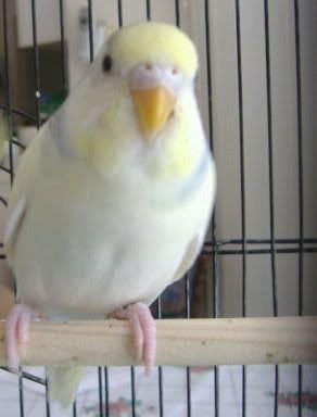 2008_0423birds0011.jpg