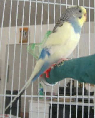 2006_0220ceaser0009.jpg