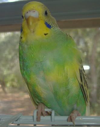 2006_0530Birds0036.jpg