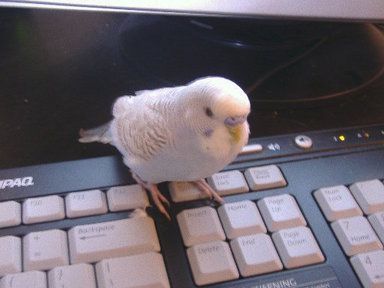 2006_0213budgies0019.jpg