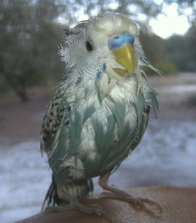 2006_0217budgies0012.jpg