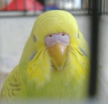 2006_0210houdini0006.jpg