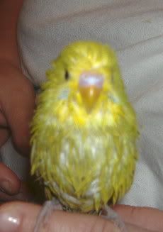 2006_0210houdini0014.jpg