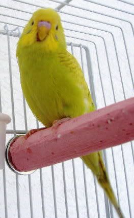 2006_0310poofy0005.jpg