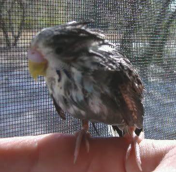 2006_0217budgies0009.jpg