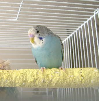 2006_0310poofy0011.jpg
