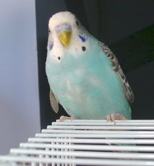 2006_0530Birds0027.jpg