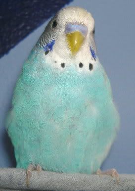 2006_0530Birds0029.jpg