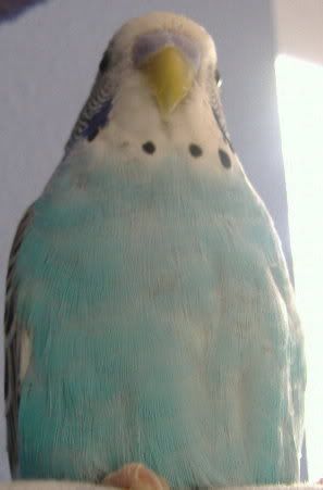 2006_0530Birds0030.jpg