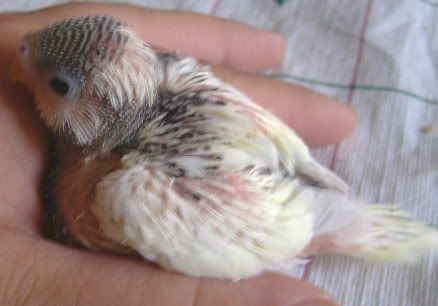 2007_0926bubs0016.jpg