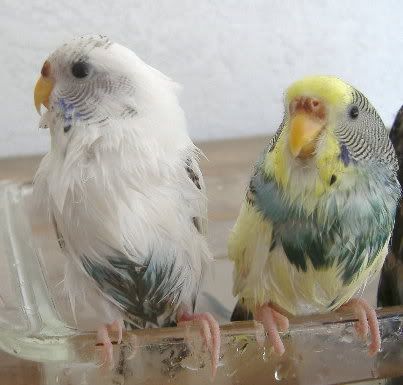 2006_0217budgies0005.jpg