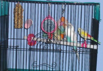 2006_0220cages0001.jpg