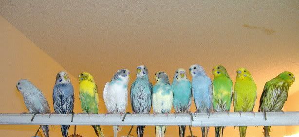 2006_1207budgiebutts0029.jpg