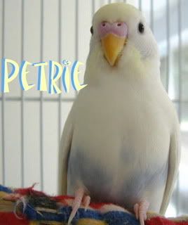 petrie2.jpg